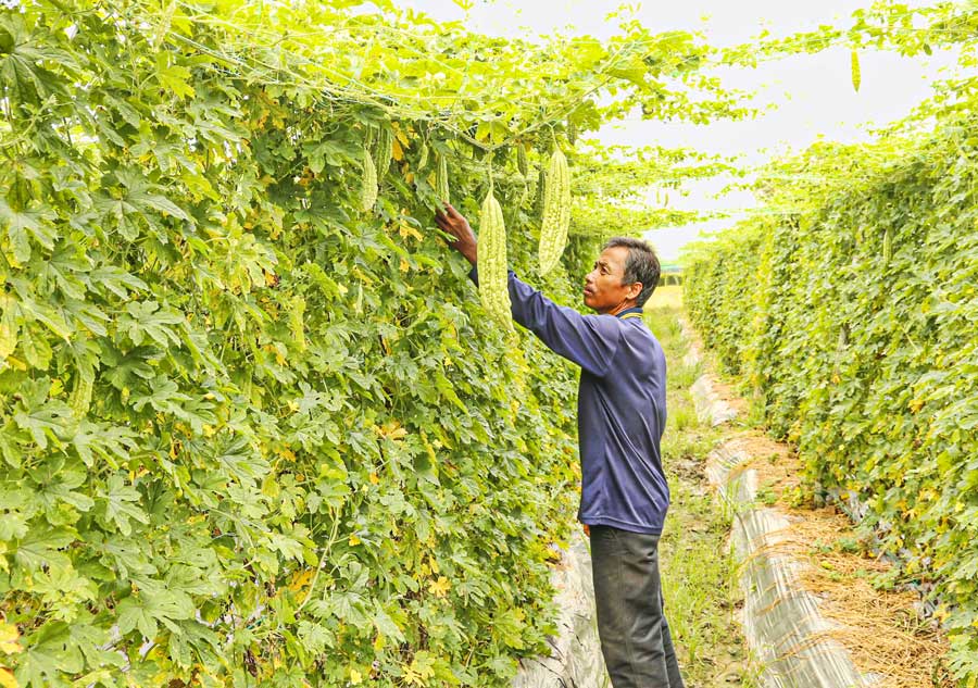 Nông dân Kiên Mạnh chăm sóc khổ qua đang cho trái.
