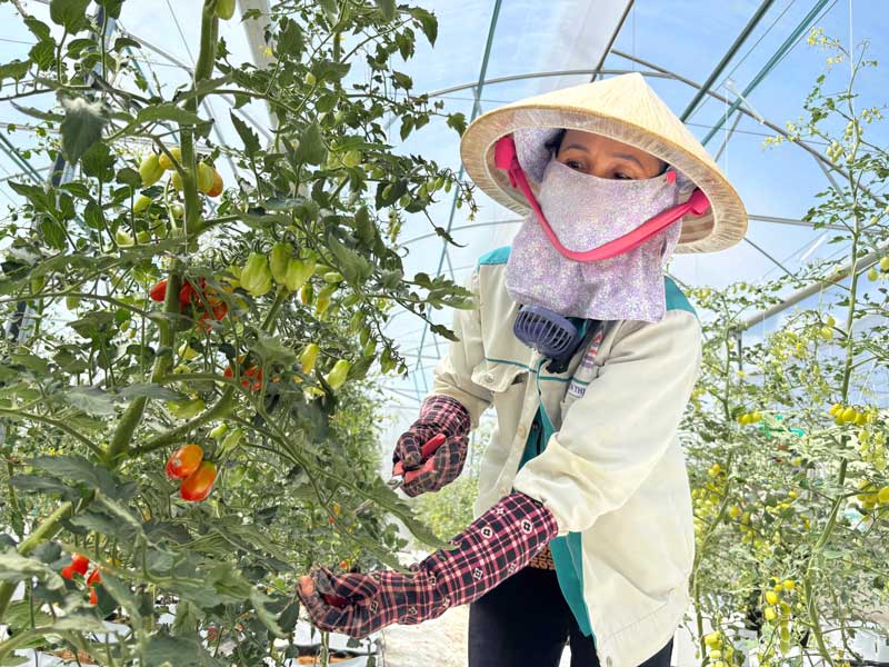 Nhiều mô hình nông nghiệp công nghệ cao được đầu tư ở nông thôn.