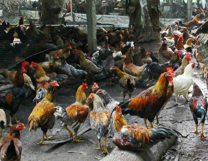 Tăng cường biện pháp phòng chống dịch cúm gia cầm