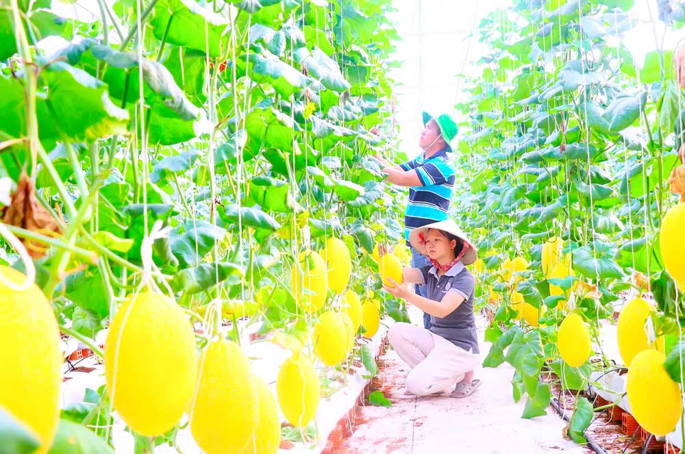 Đẩy mạnh thi đua ứng dụng công nghệ hiện đại trong quy trình sản xuất nông nghiệp.