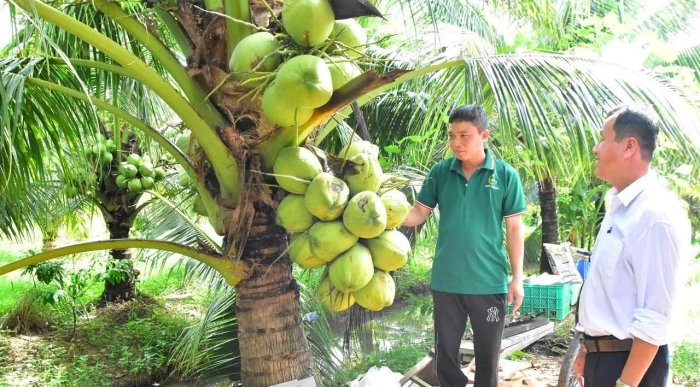 Nâng tầm thương hiệu dừa sáp Cầu Kè 