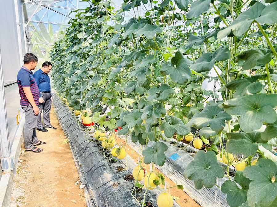 Hỗ trợ và thúc đẩy đổi mới công nghệ cao, góp phần nâng cao chất lượng và cạnh tranh cho nông sản.