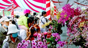 Dự kiến hơn 600 tác phẩm tham gia Hội thi Hoa phong lan toàn quốc năm 2025
