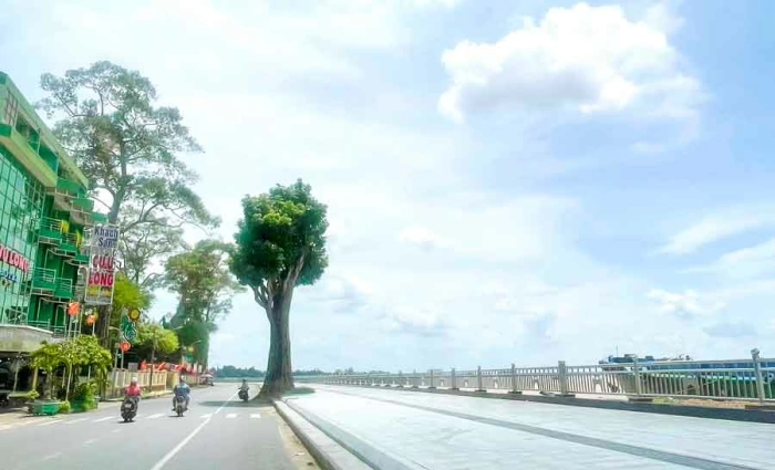 Đứng một mình cây chẳng sợ cô đơn