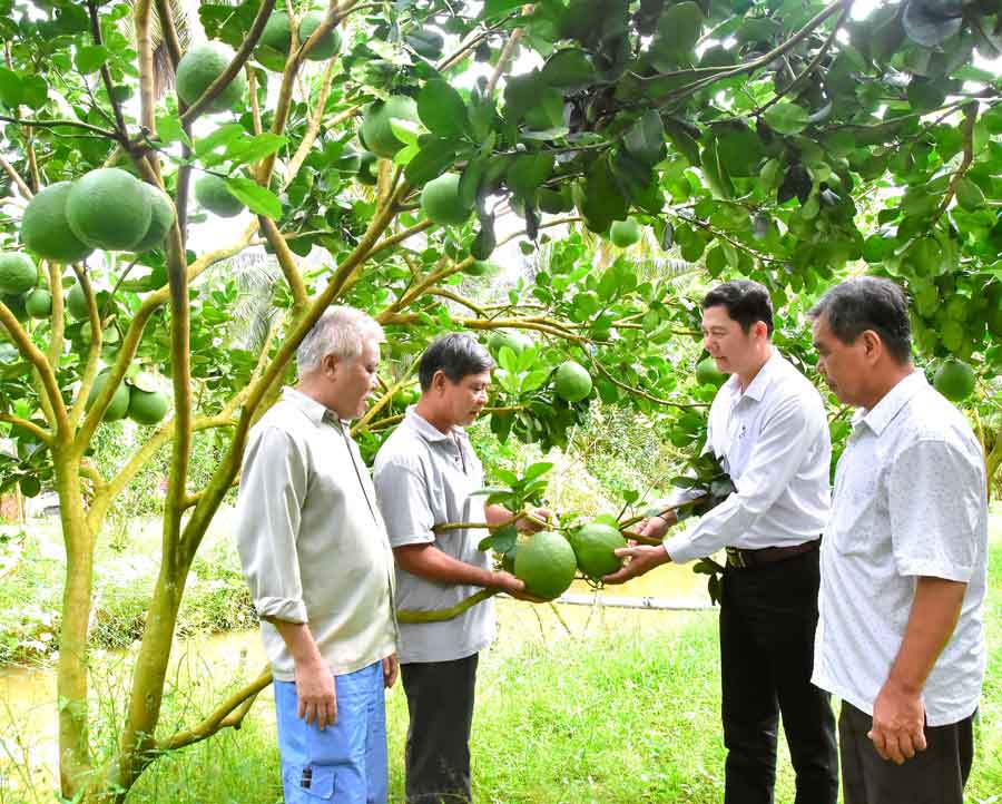 Cán bộ hội tham quan vườn bưởi da xanh của ông Nguyễn Văn Chút tại ấp Số 7. 
