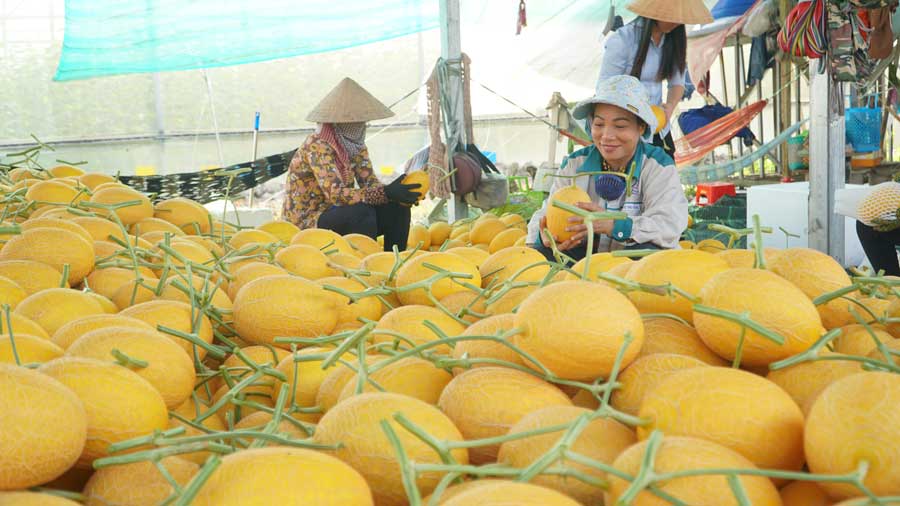 Các địa phương cần khai thác hiệu quả tiềm năng, thế mạnh để phát triển kinh tế.
