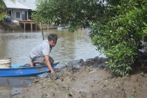 Bắt ba khía, nương thân đất mặn