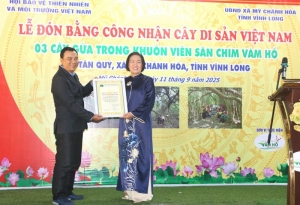 3 cây Gừa trăm tuổi ở xã Mỹ Chánh Hòa được công nhận Cây Di sản Việt Nam