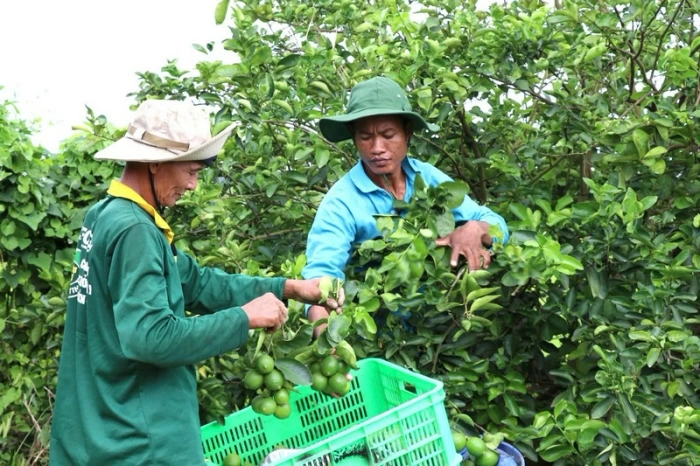 Sức sống mới ở vùng đồng bào dân tộc Khmer
