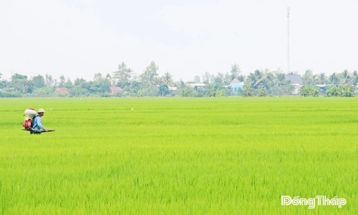 Đồng Tháp: Nông dân hưởng ứng nhiều mô hình nông nghiệp theo hướng an toàn, hữu cơ