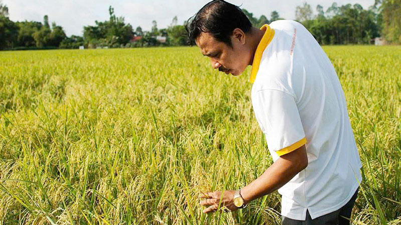 Ngành chức năng khuyến khích áp dụng quy trình sản xuất an toàn, truy xuất nguồn gốc và đa dạng hóa chủng loại gạo.