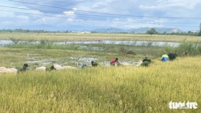 Cán bộ, công an, thanh niên gặt lúa 'chạy lũ' giúp dân