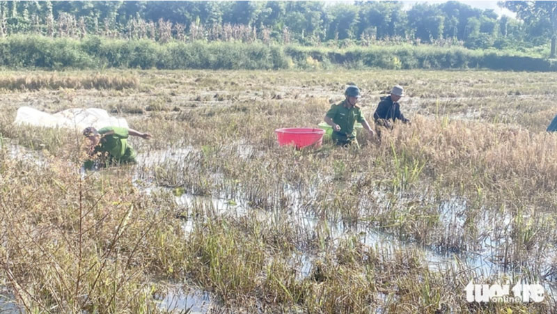 Công an, đoàn viên ngâm mình trong nước để hoàn thành gặt lúa sớm, tránh bị thiệt hại do nước lũ - Ảnh: CHÍ HẢI