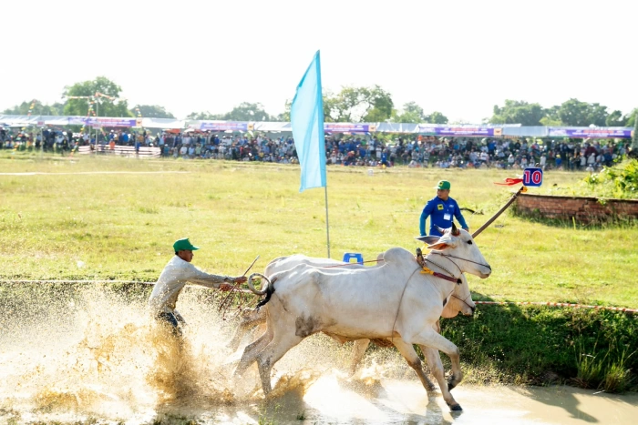 64 đôi bò tranh tài tại Hội Đua bò Bảy Núi tranh cúp truyền hình An Giang lần thứ 30 năm 2025