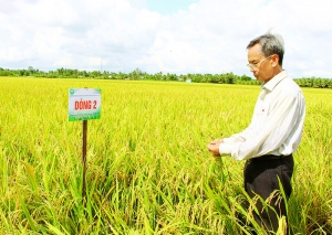 Ứng dụng khoa học- công nghệ nâng cao chất lượng lúa giống