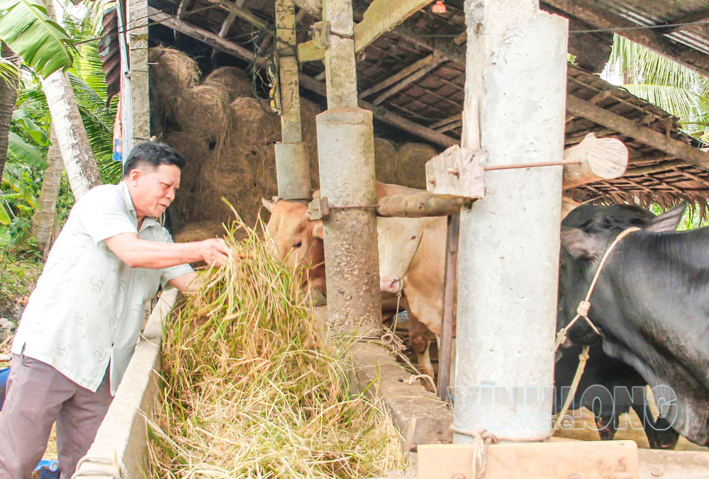 Mô hình nuôi bò khép kín tuần hoàn của ông Lê Văn Hải Em- Phó Bí thư Chi bộ kiêm Trưởng ấp Tân Đông, đang được nhiều nông dân áp dụng hiệu quả. Ảnh: THÚY QUYÊN


