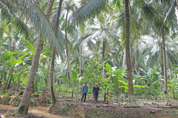 Lộc Thuận gia tăng giá trị sản xuất nông nghiệp từ dừa hữu cơ