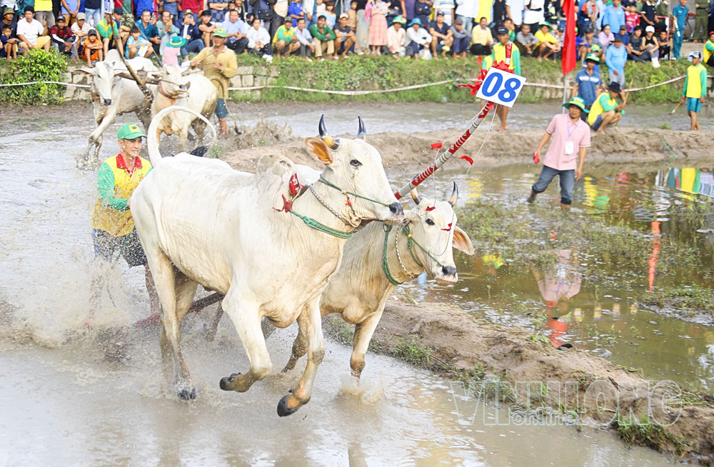 Những giây bứt phá của những đôi bò.

