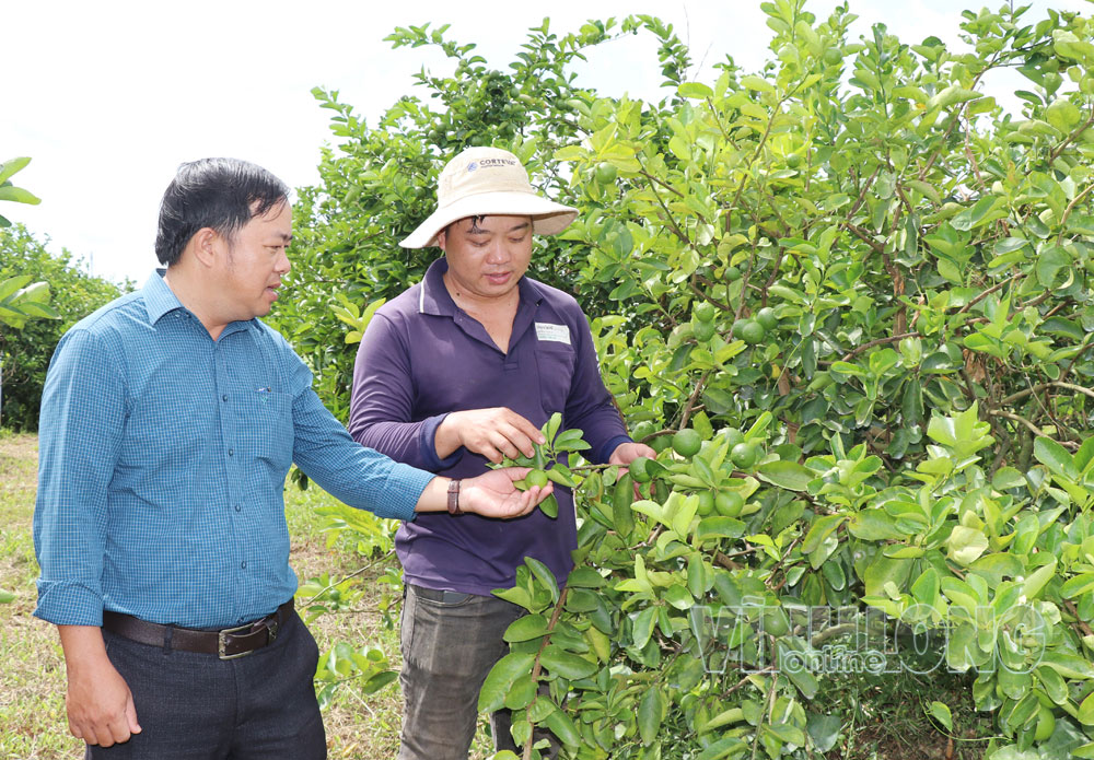 Vườn chanh không hạt của ông Lâm Văn Quốc (bên phải), ấp Giồng Bèn, xã Tân An trong vùng nguyên liệu được xây dựng theo yêu cầu phục vụ xuất khẩu. Ảnh: MẪN QUÂN

