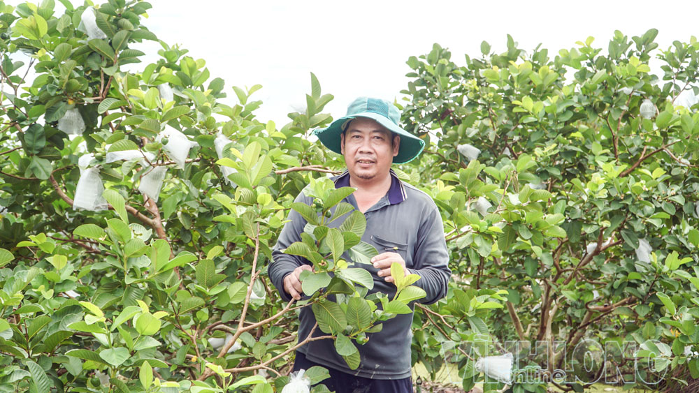 Anh Trần Hoàng Tiến (ấp Tích Phước, xã Trà Ôn) chăm sóc vườn ổi ruby.

