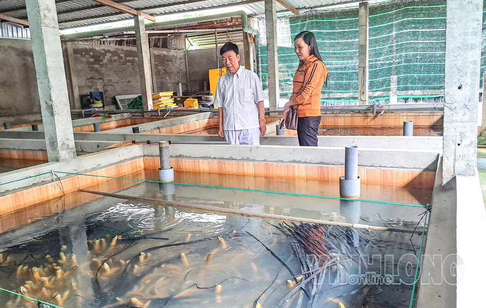 Nông dân ấp Trà Ngoa (xã Trà Côn) với mô hình nuôi lươn không bùn, mang lại hiệu quả kinh tế ổn định.

