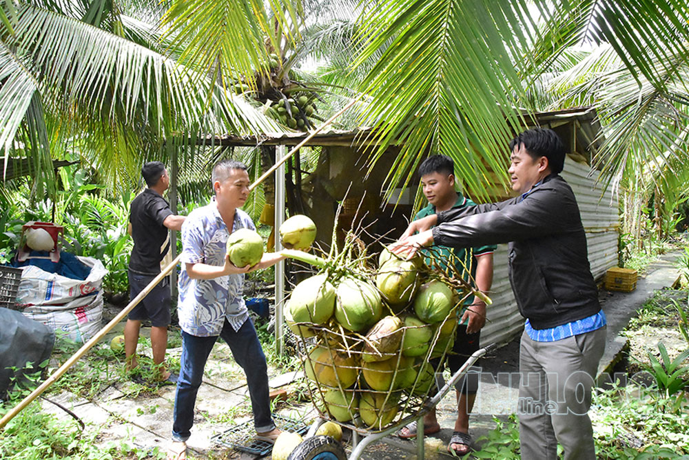 Mô hình trồng dừa sáp cấy phôi của nông dân Đặng Minh Tiếu (bên trái) góp phần đa dạng hóa sản phẩm.

Ảnh: MỸ NHÂN

