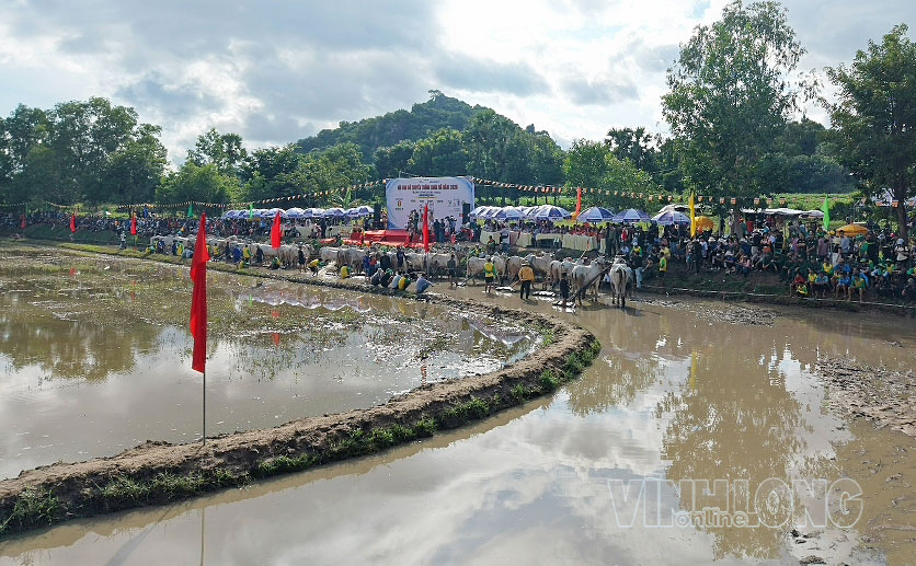 Các đội bò đua tham dự lễ khai mạc giải.  