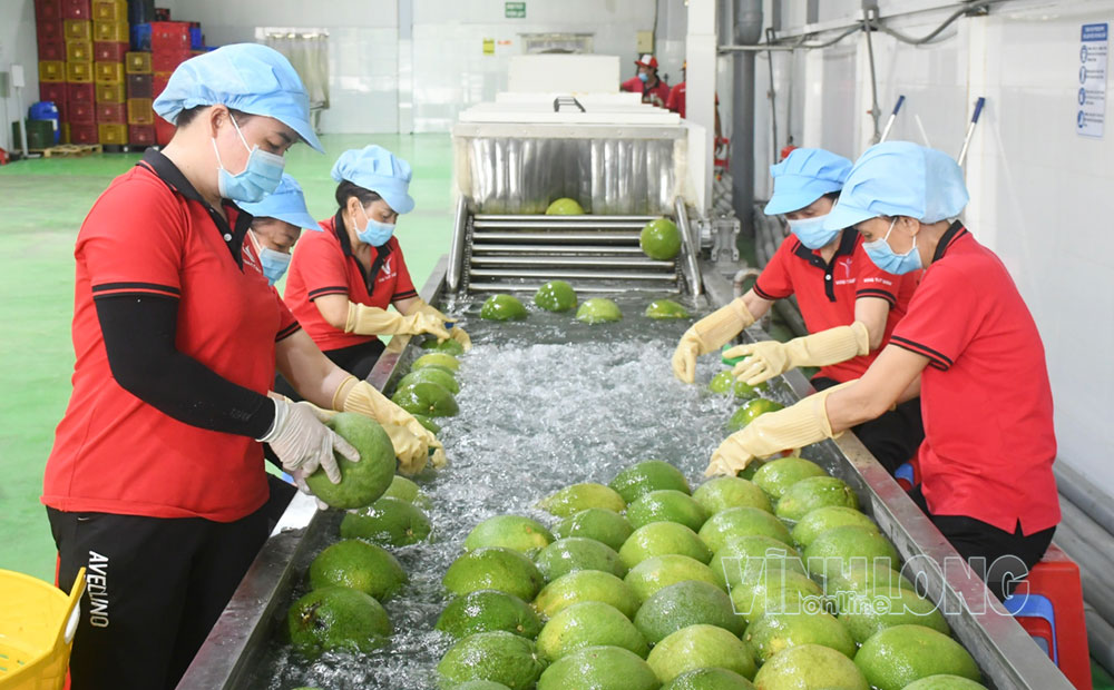 Quy trình xử lý trái bưởi da xanh xuất khẩu tại Vina T&T