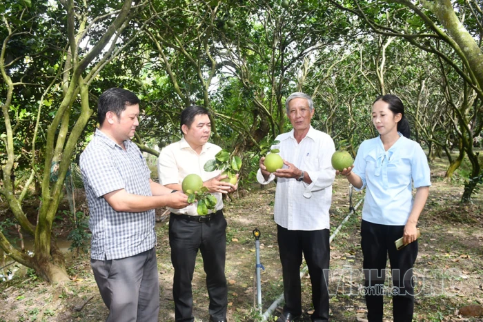 Chuẩn hóa vùng trồng, “mở lại cánh cửa” xuất khẩu bưởi