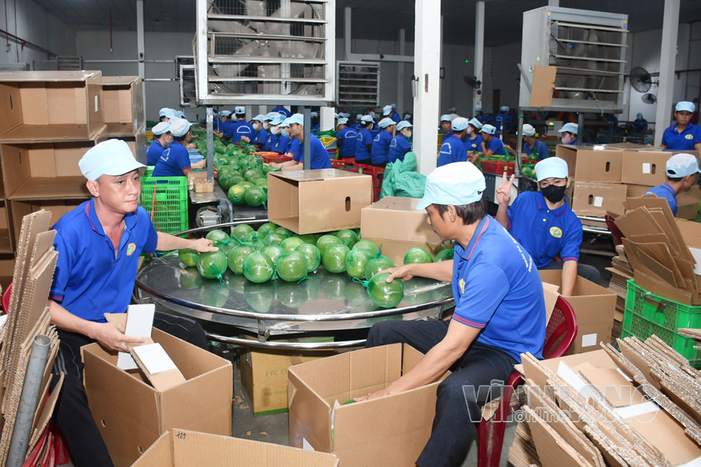 Quy trình vệ sinh và bao trái bưởi da xanh để tiêu thụ trong và ngoài nước tại xã Phước Mỹ Trung.
