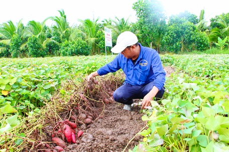 Tập đoàn Wago cũng đánh giá cao chất lượng các giống khoai lang tại huyện Bình Tân.
