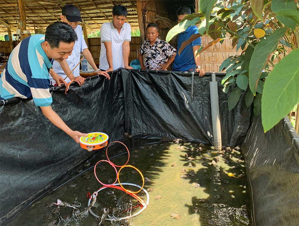 Anh Lê Văn Càng đã huấn luyện đàn ếch 4.000 con để diễn xiếc. Khi đến tham quan mô hình ếch ở đây, du khách có thể xem nhảy qua vòng (ảnh). Ảnh: Kiều Mai