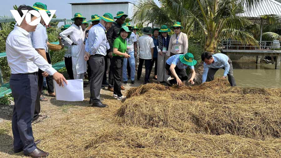 Mô hình kinh tế tuần hoàn từ rơm giúp nông dân tăng thu nhập 25-35% mỗi năm