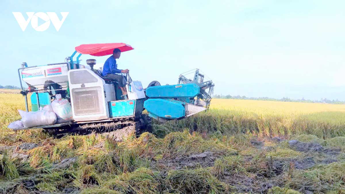 Đề án 1 triệu ha lúa chất lượng cao, phát thải thấp, tăng trưởng xanh tại ĐBSCL giữ vững vai trò nòng cốt của sản xuất lúa gạo