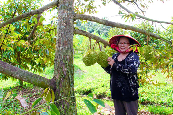 Thực hiện thiết lập mã số vùng trồng đáp ứng được yêu cầu khắt khe của thị trường tiêu thụ nội địa và các nước nhập khẩu.