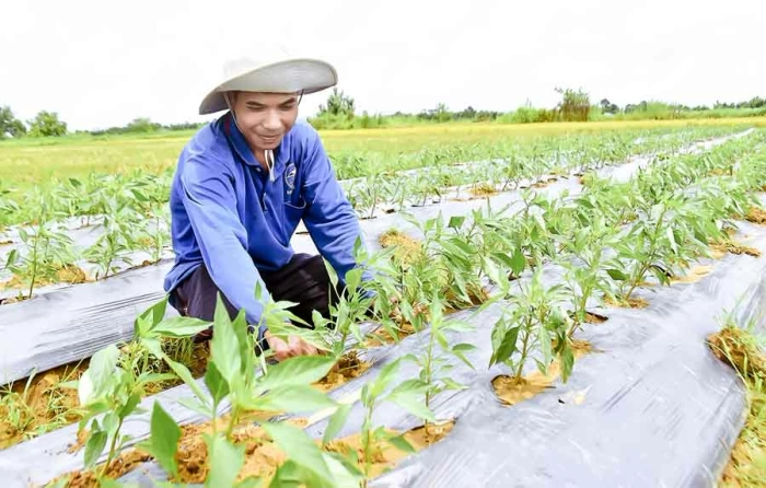 Cầu Ngang thi đua chào mừng Đại hội Đảng bộ tỉnh