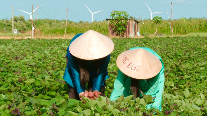 Giữa nắng gió nơi đất giồng, người dân cặm cụi bên từng luống khoai, cần mẫn qua bao mùa mưa nắng.

