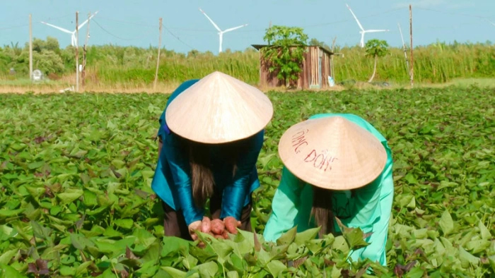 “Trên đất giồng mình trồng khoai lang…”
