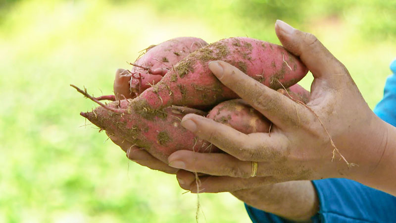 Vị khoai lang thơm ngọt là kết quả của tháng ngày chăm bón, lòng kiên nhẫn của người trồng khoai.

