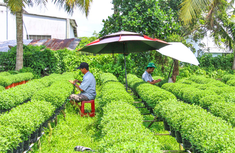 Nông dân tất bật chăm sóc cúc mâm xôi để nở đúng dịp Tết.