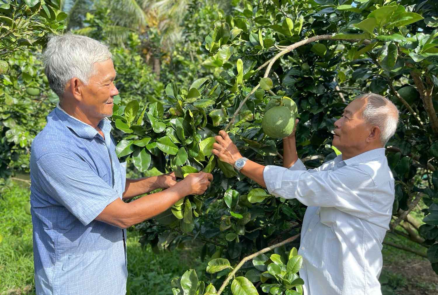 Ông Lâm Hiếu Thuận- Bí thư Chi bộ ấp Hòa Lạc A (bên trái) thăm mô hình trồng bưởi da xanh của nông dân Khmer.