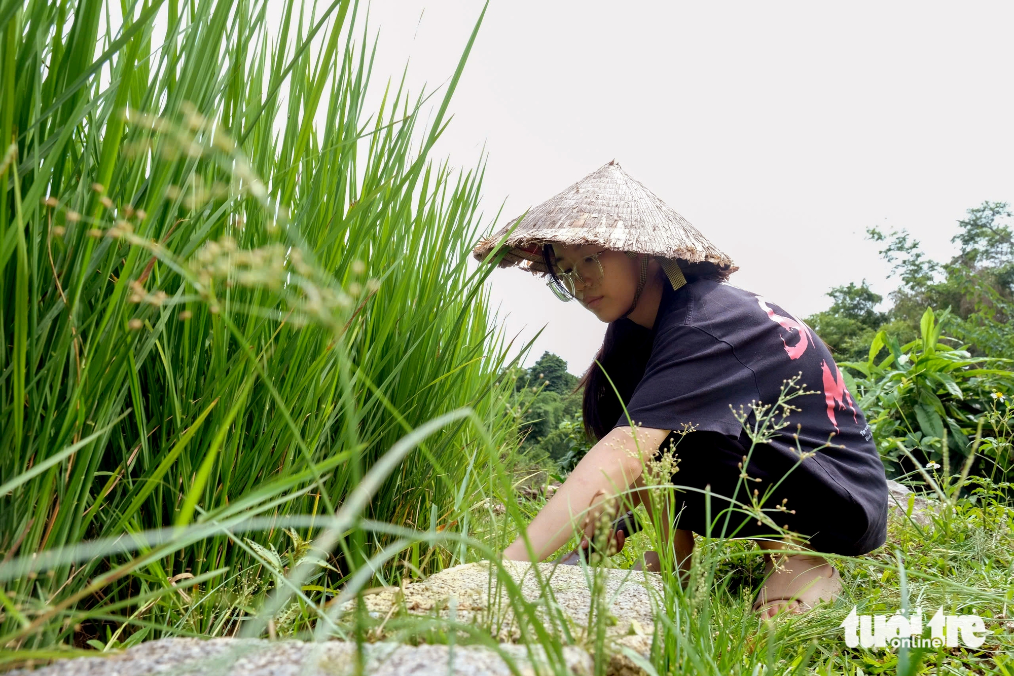 Tranh thủ cuối tuần, Âu Thu Hiền thường giúp bố mẹ dọn cỏ trong ruộng lúa, trồng rau, dọn nhà - Ảnh: HÀ QUÂN


