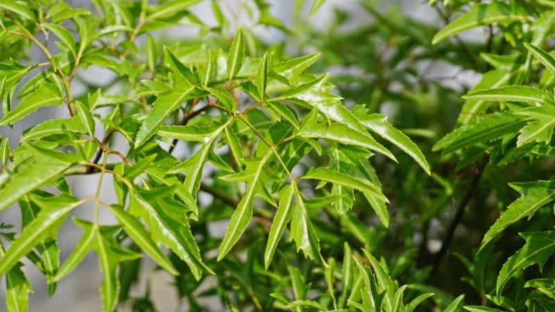 Cây đinh lăng là vị thuốc quý trong dân gian, vừa là thực phẩm, vừa là dược liệu tự nhiên giúp tăng cường sức khỏe, giảm đau và phòng bệnh.