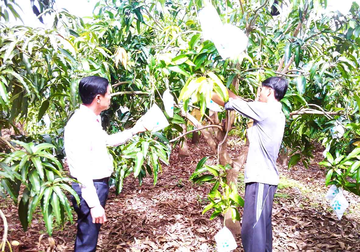 Vườn xoài của anh Võ Quốc Đạt chuẩn bị thu hoạch.