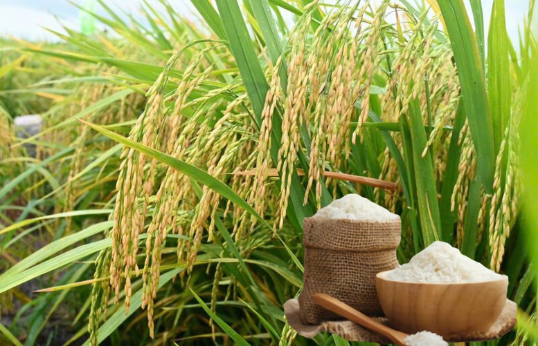 Thông qua nội dung Bản ghi nhớ hợp tác thương mại gạo Việt Nam - Singapore.