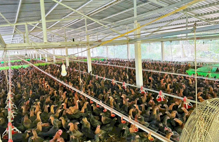 Hướng đến phát triển ngành chăn nuôi bền vững