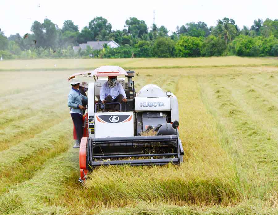 Nông nghiệp tỉnh phát triển các vùng sản xuất tập trung, quy mô lớn.