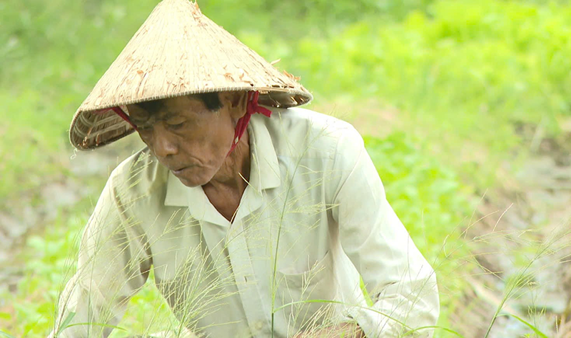 Dù tuổi đời đã chạm ngưỡng 70, sức khỏe nay đau mai ốm nhưng ông Mậu vẫn miệt mài làm lụng.