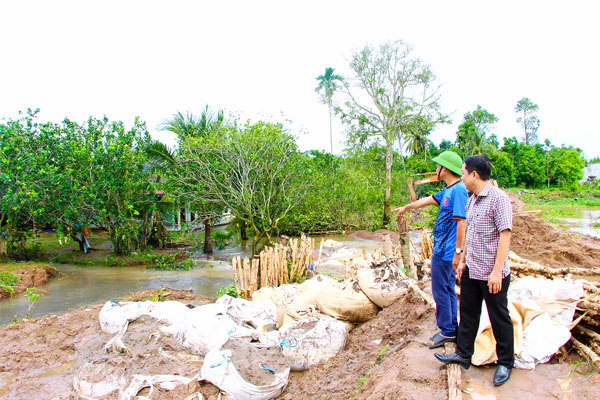 Triều cường dâng cao gây sạt lở đê bao, nước tràn vào vườn cây ăn trái.