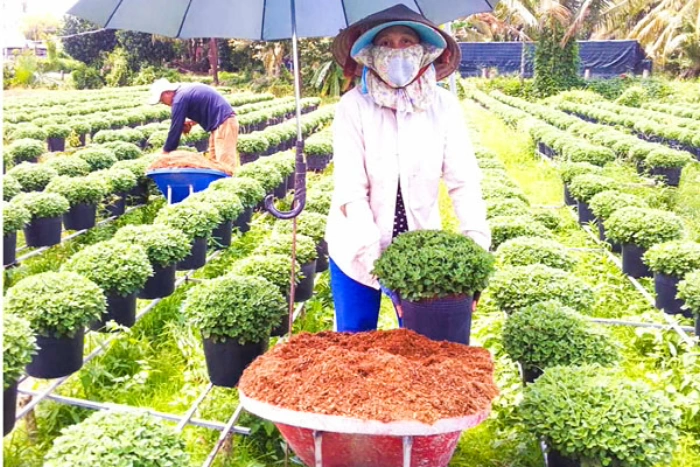 Xã Chợ Lách chú trọng sản xuất cây giống, hoa kiểng chất lượng cao